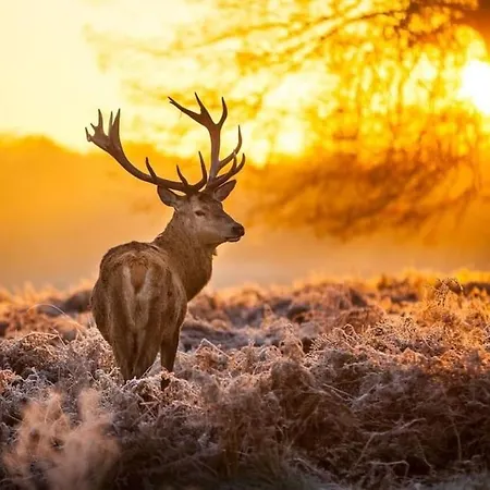 Welkom In Chalet Floral Deer Op De Veluwe *
